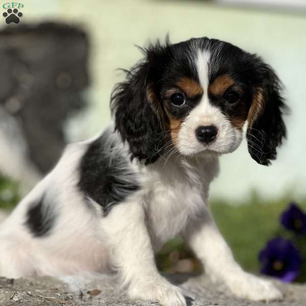 Penelope, Cavalier King Charles Spaniel Puppy